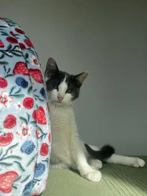 Rosie thumbnail 3