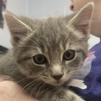 A baby small-sized male Domestic Short Hair cat named Peas for adoption in Cincinnati, OH