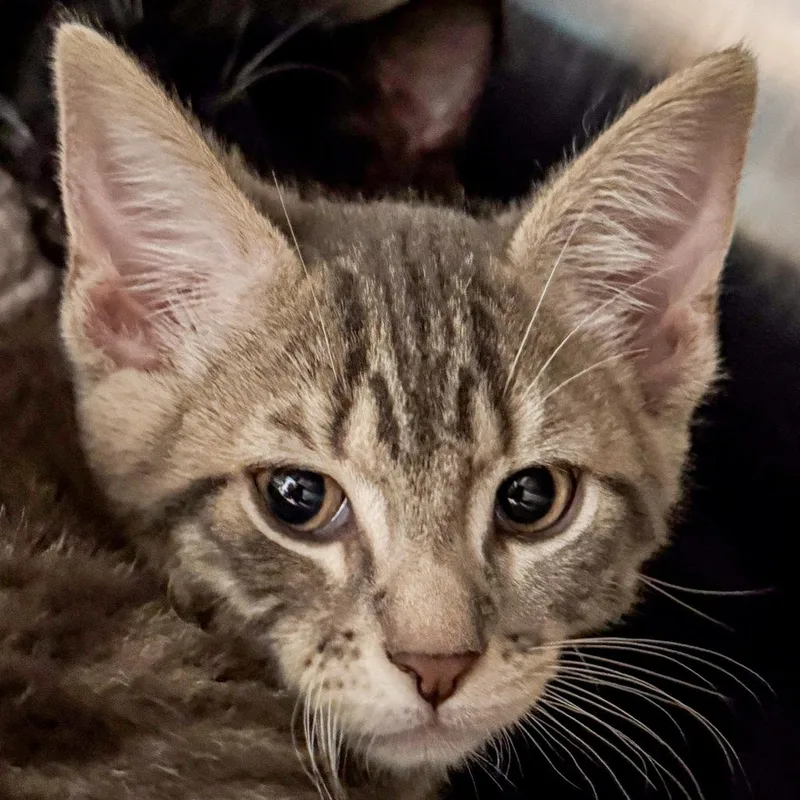 A baby small-sized male Gray / Blue / Silver Domestic Short Hair cat named Vintage for adoption in Kennebunk, ME