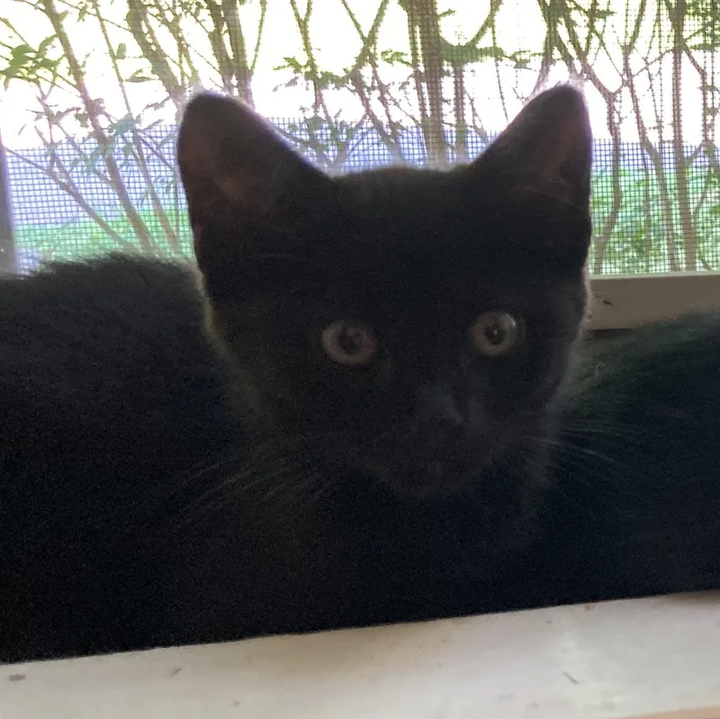 A baby medium-sized male Black Domestic Short Hair cat named Jj for adoption in Hudson, NY