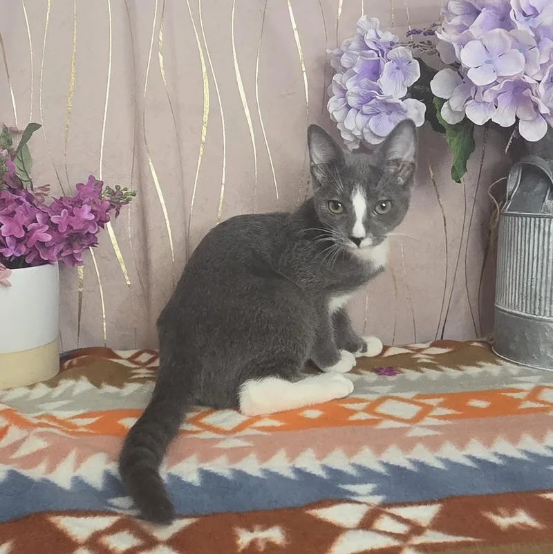 A baby small-sized male Gray & White Domestic Short Hair cat named Albus for adoption in Long Beach, MS