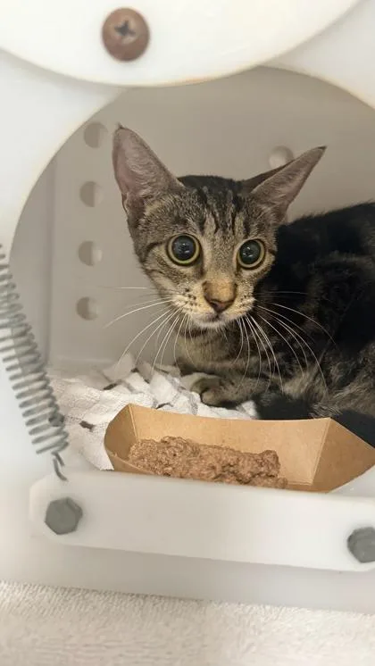 A senior medium-sized female Domestic Short Hair cat named Sarina for adoption in Honolulu, HI