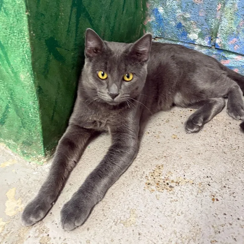 An adult extra large-sized male Gray / Blue / Silver Russian Blue cat named Fidel for adoption in Laredo, TX