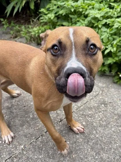 A baby large-sized male Pit Bull Terrier dog named Ares for adoption in New Orleans, LA