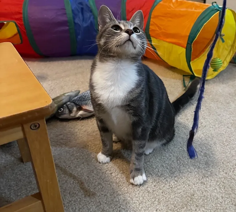 Courtesy Listingmaple