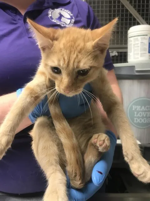 Chester