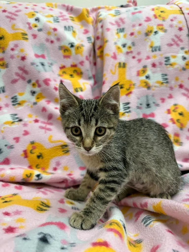 A baby medium-sized female Domestic Short Hair cat named Sylvester for adoption in Newberg, OR