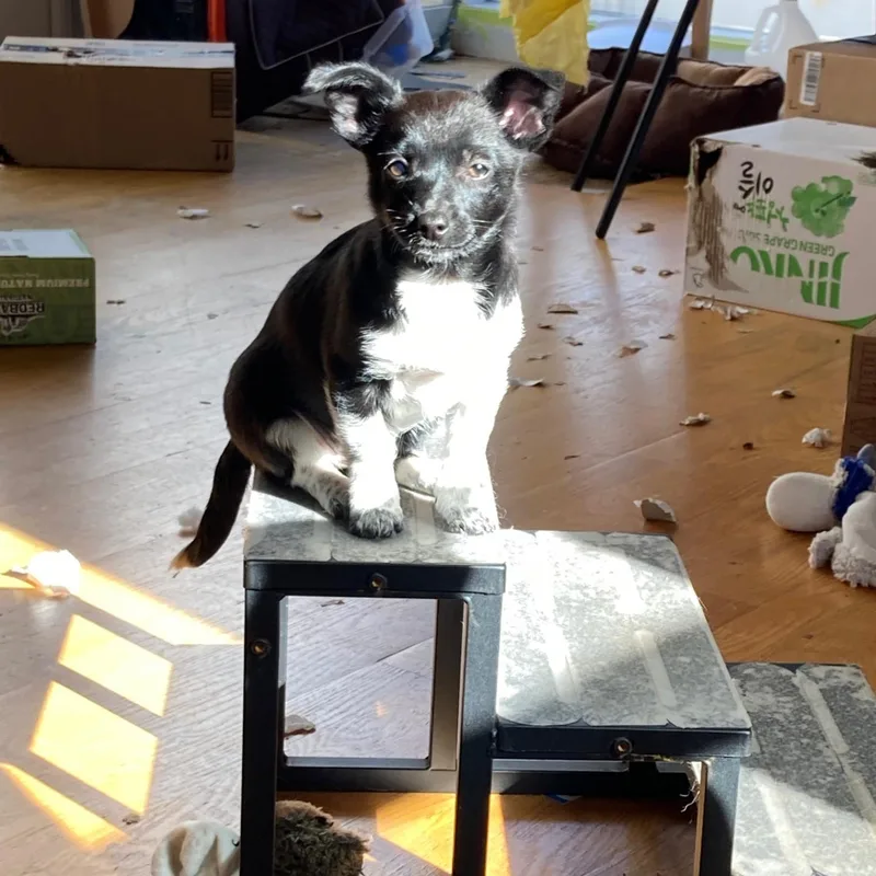 Meet Trily  A thumbnail 2