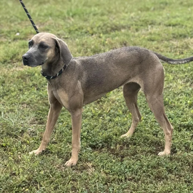 An adult medium-sized female White / Cream Mixed Breed dog named Bonnie for adoption in Dickinson, TX