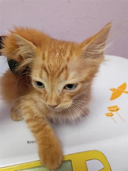 A baby small-sized male Orange / Red Domestic Short Hair cat named 61388911 for adoption in El Paso, TX