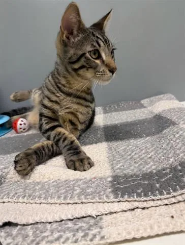 A young small-sized male Domestic Medium Hair cat named Jellybean for adoption in San Martin, CA