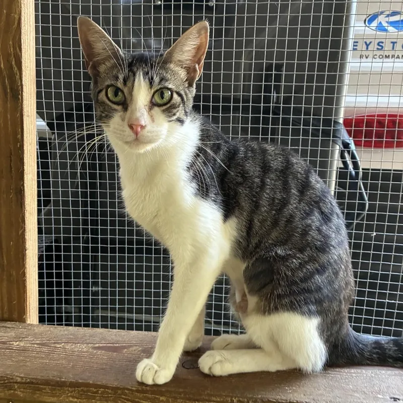An adult medium-sized female White Domestic Short Hair cat named Sprinkles for adoption in HARTFORD, AL