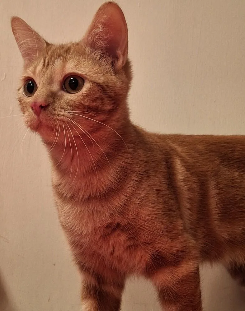 A baby small-sized male Orange / Red Tabby cat named Ralfe for adoption in Dallas, TX