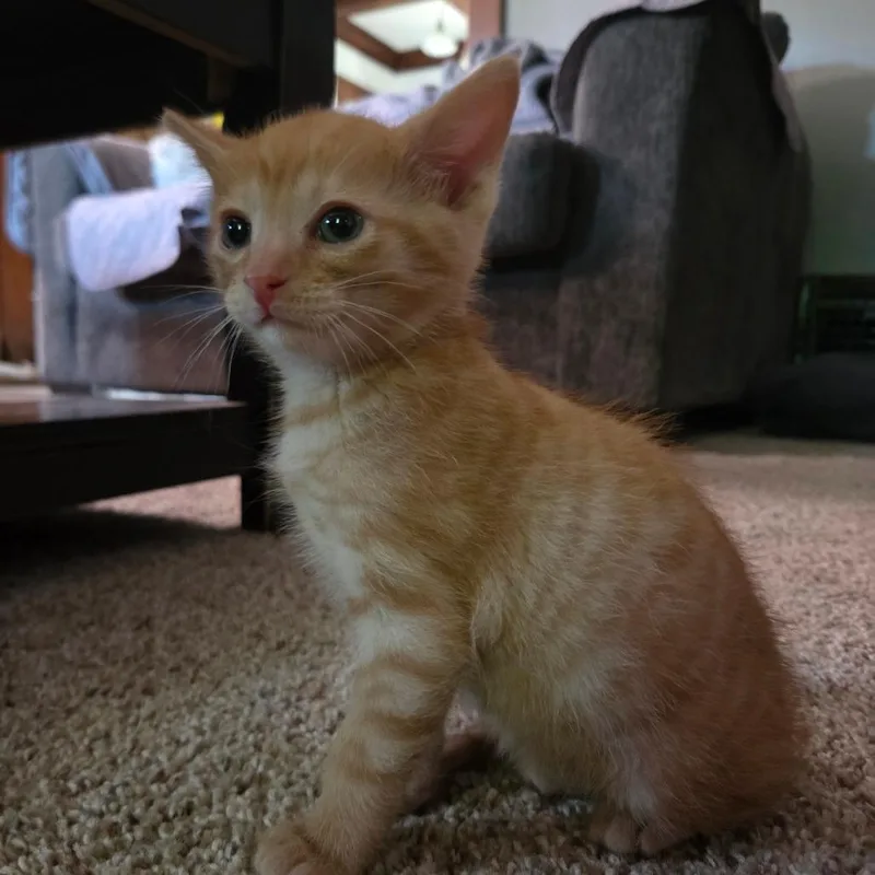 Cinnamon