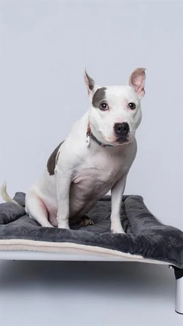 An adult medium-sized female Pit Bull Terrier dog named Riri for adoption in Upper Marlboro, MD