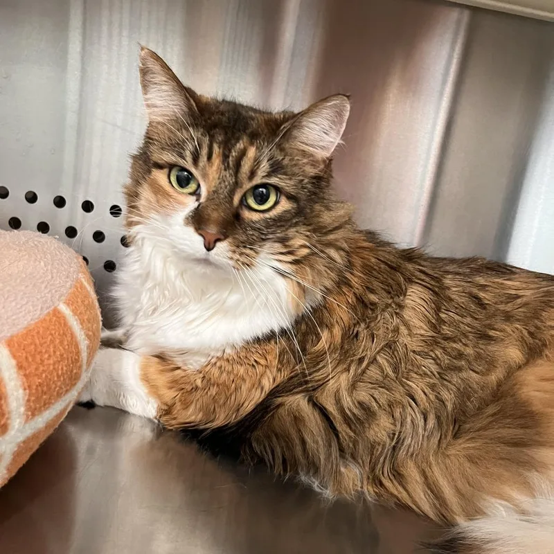 An adult large-sized female Domestic Long Hair cat named Birdie Bloom for adoption in Washburn, MO