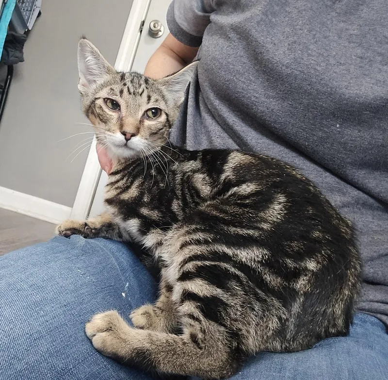 A young medium-sized male Brown / Chocolate Domestic Short Hair cat named Catrick Swayze for adoption in Dickson, TN