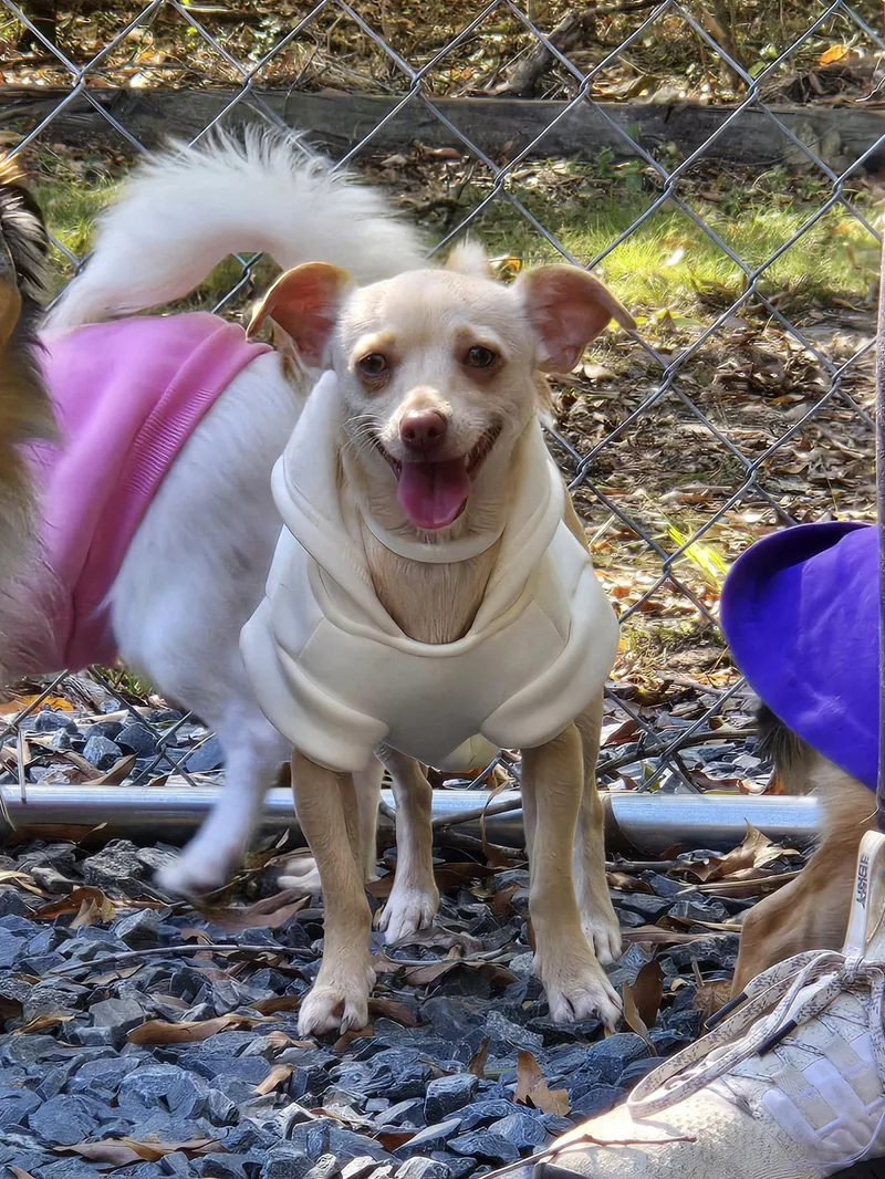 A young small-sized female Chihuahua dog named Honey for adoption in Albemarle, NC