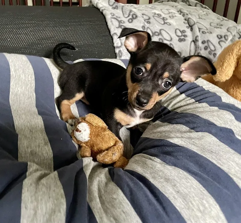 A baby small-sized female Chihuahua dog named Venice for adoption in Shermans Dale, PA