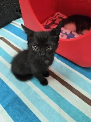 A baby small-sized male Domestic Short Hair cat named Apollo for adoption in Gainesville, FL