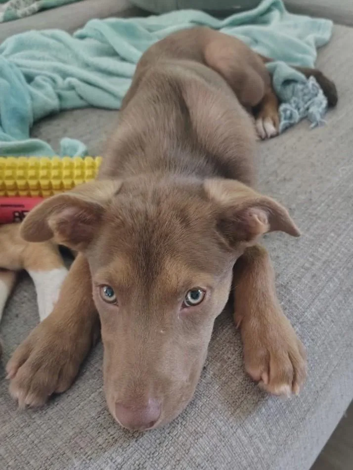 A baby medium-sized female Australian Shepherd dog named Tula for adoption in Pensacola, FL