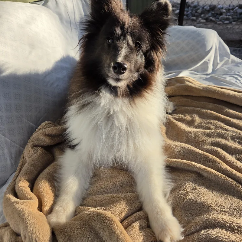 A senior small-sized female Shetland Sheepdog / Sheltie dog named Dixie Pixie for adoption in New River, AZ