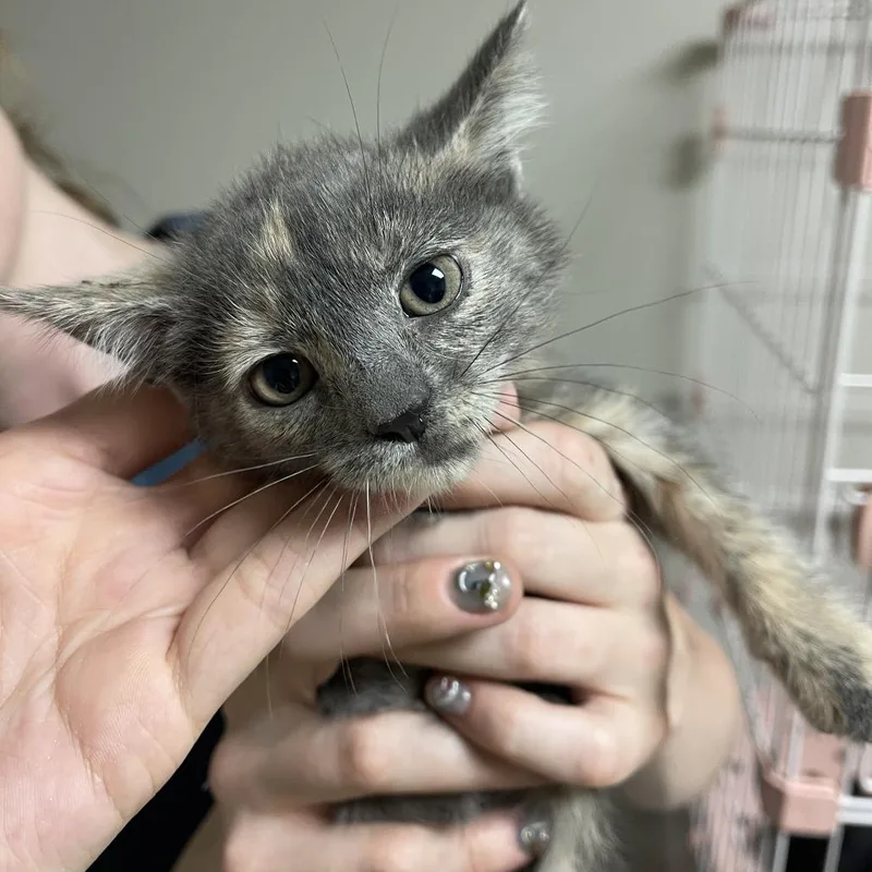 A baby small-sized female Tortoiseshell Domestic Short Hair cat named Cub for adoption in Normal, IL