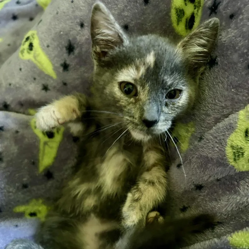Cub thumbnail 2
