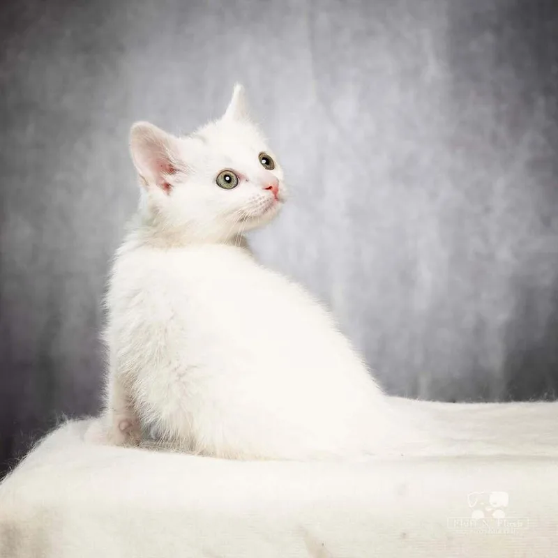 A baby small-sized female Turkish Van cat named Nibsy for adoption in Calimesa, CA