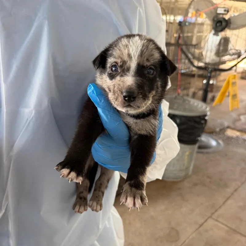 A baby small-sized female Gray / Blue / Silver Australian Cattle Dog / Blue Heeler dog named Melody for adoption in Edinburg, TX