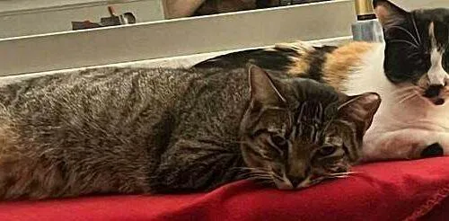 A young medium-sized male Tabby (Gray / Blue / Silver) Domestic Short Hair cat named Tommy Tutone for adoption in Tampa, FL