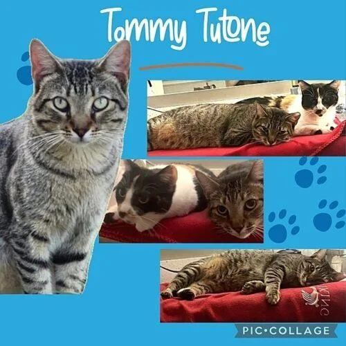 Tommy Tutone thumbnail 3