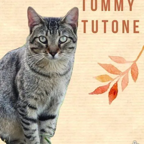 Tommy Tutone thumbnail 5