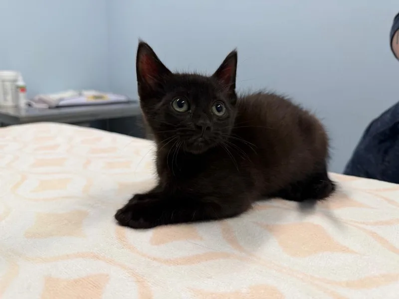 A baby medium-sized male Domestic Short Hair cat named Pippy for adoption in Raleigh, NC