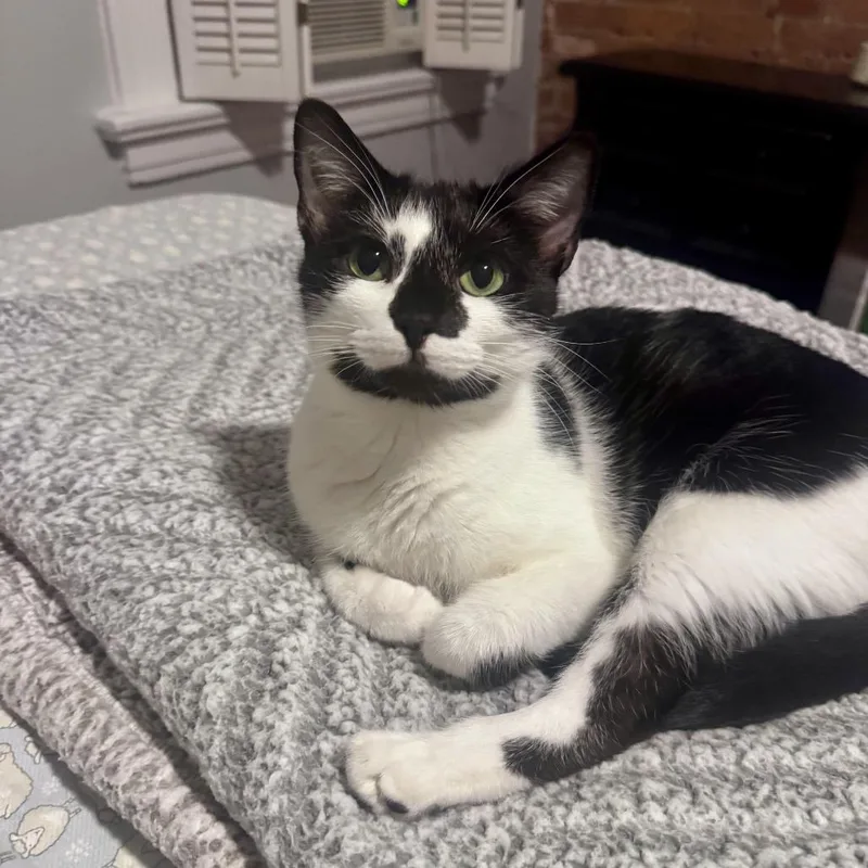 A young medium-sized female Black Domestic Short Hair cat named Cobweb Spider for adoption in Cincinnati, OH