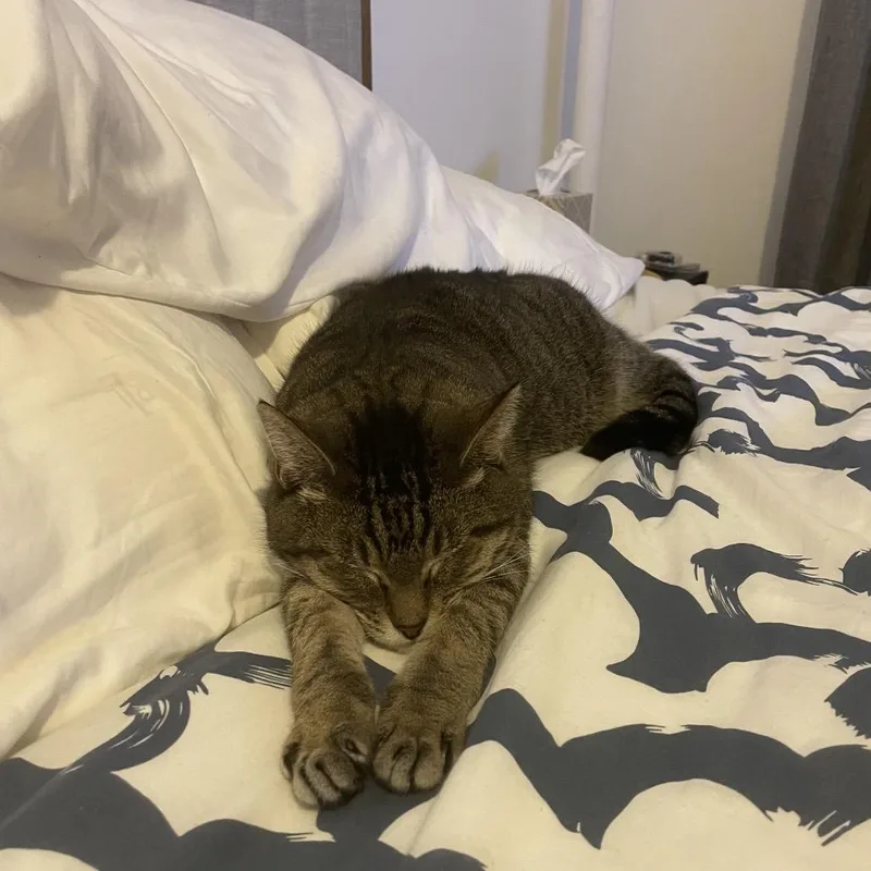 Clarice Catling thumbnail 3