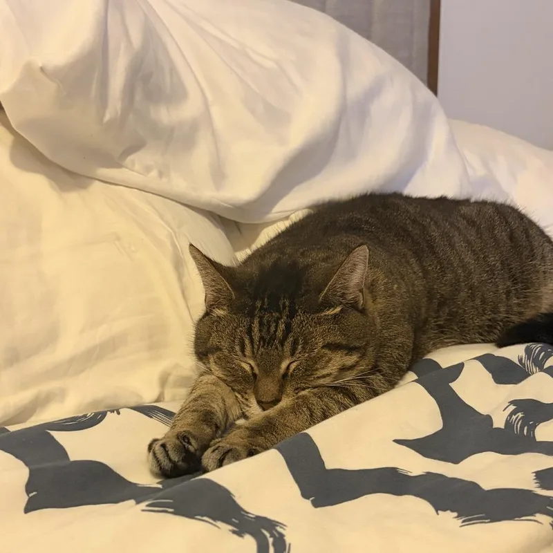 Clarice Catling thumbnail 4