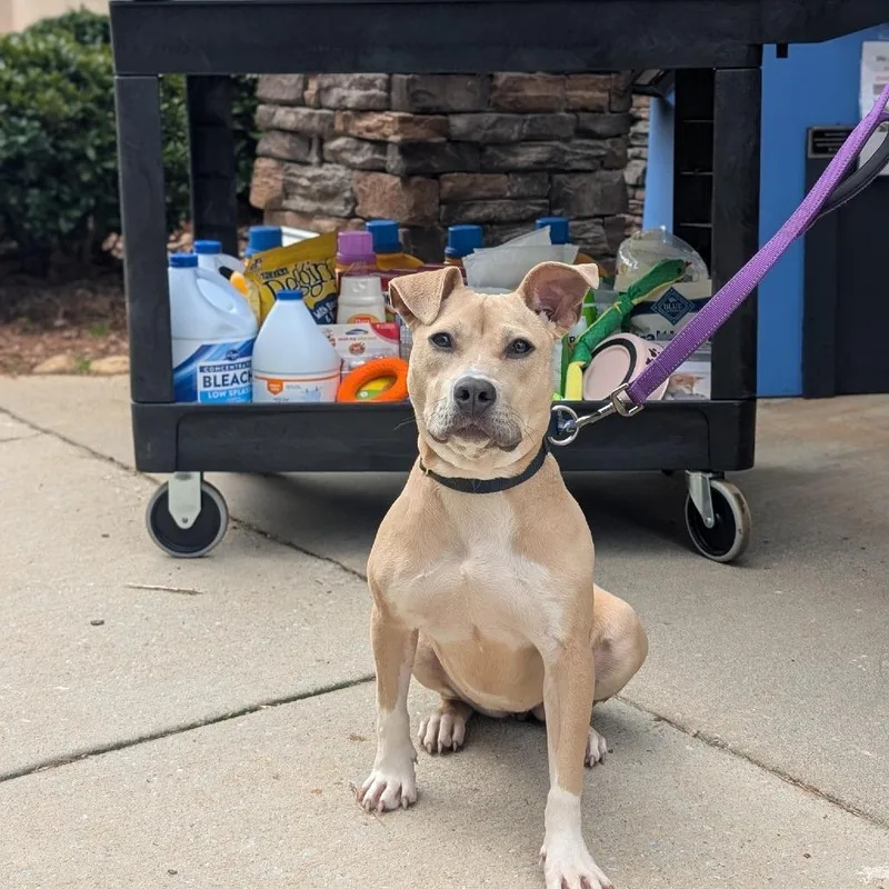 An adult medium-sized female Yellow / Tan / Blond / Fawn American Staffordshire Terrier dog named Pippa for adoption in Covington, GA