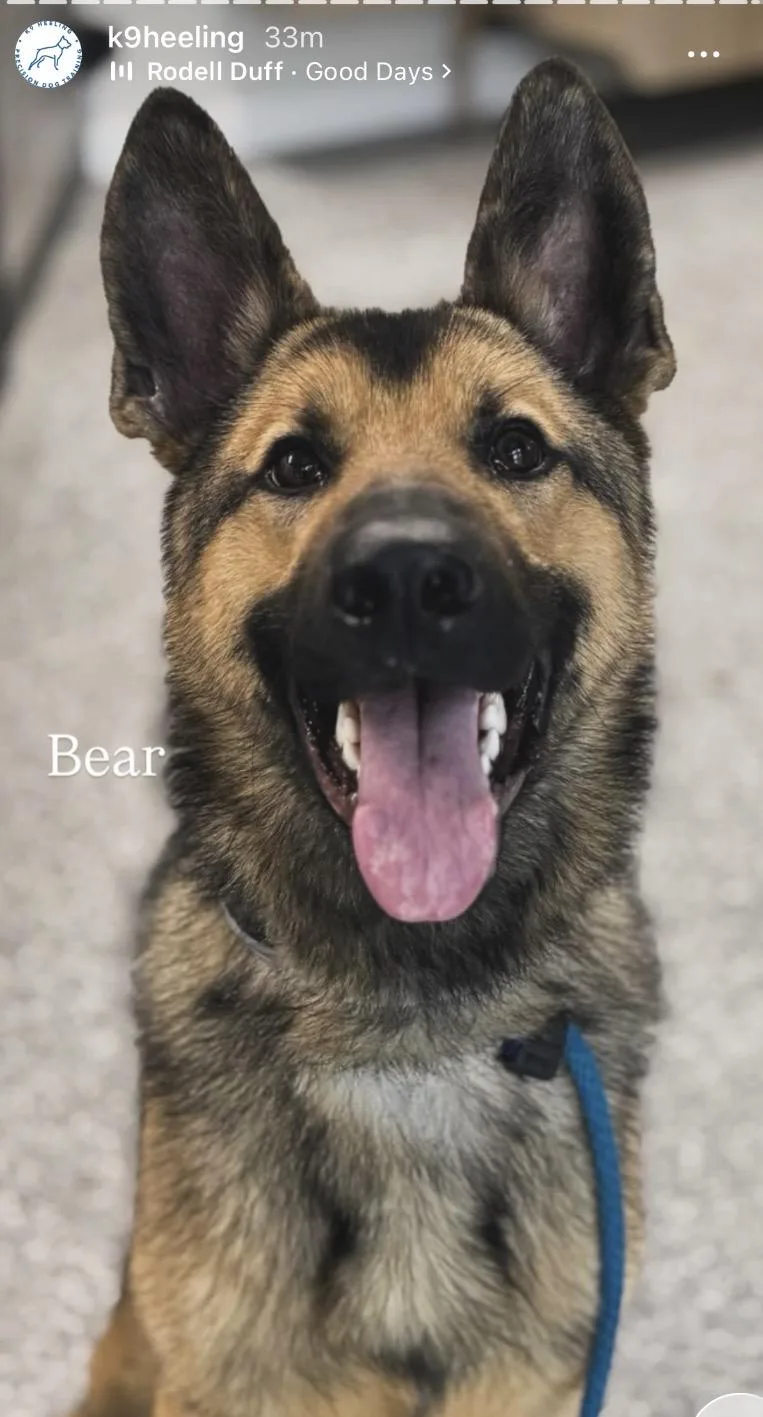 A young large-sized male German Shepherd Dog dog named Bear for adoption in Coatesville, PA