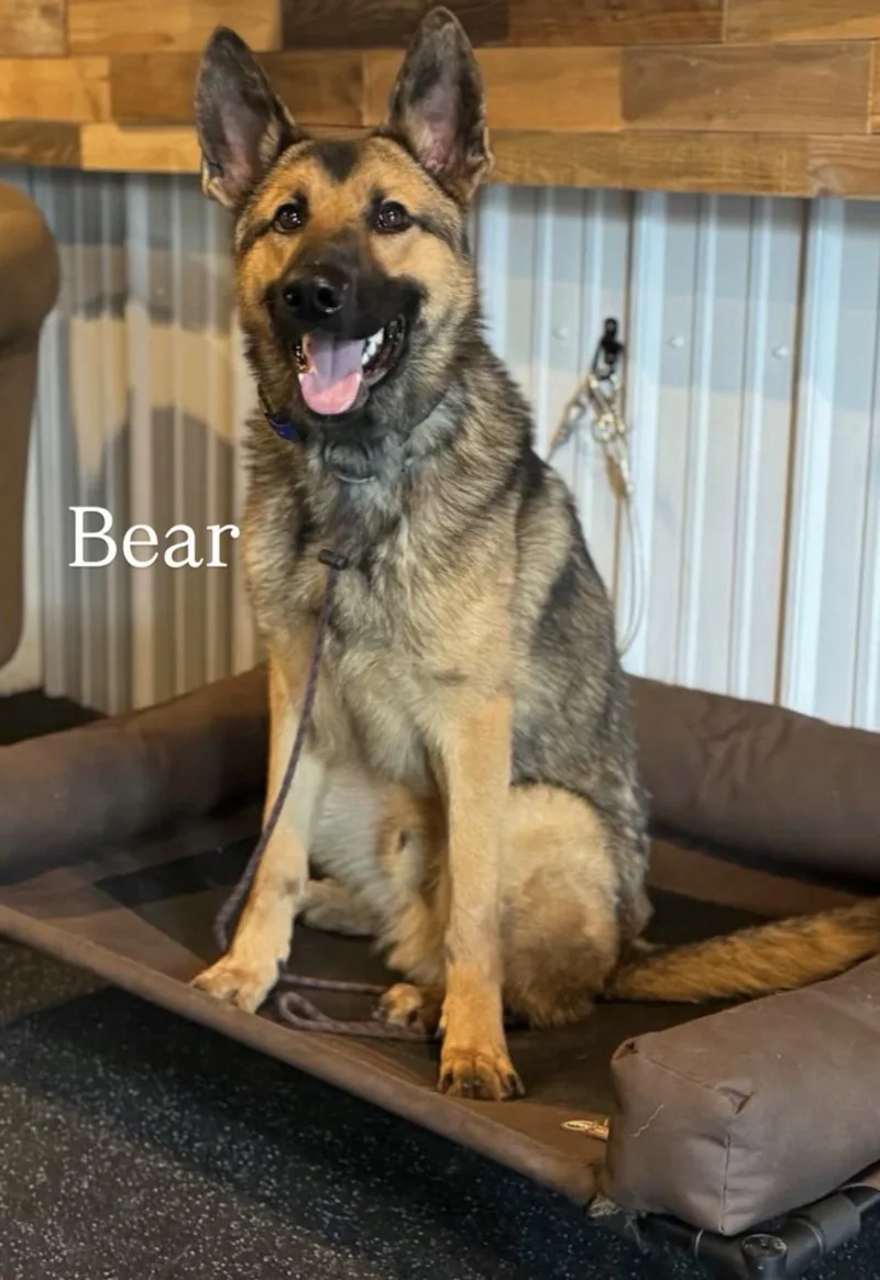 Bear thumbnail 2