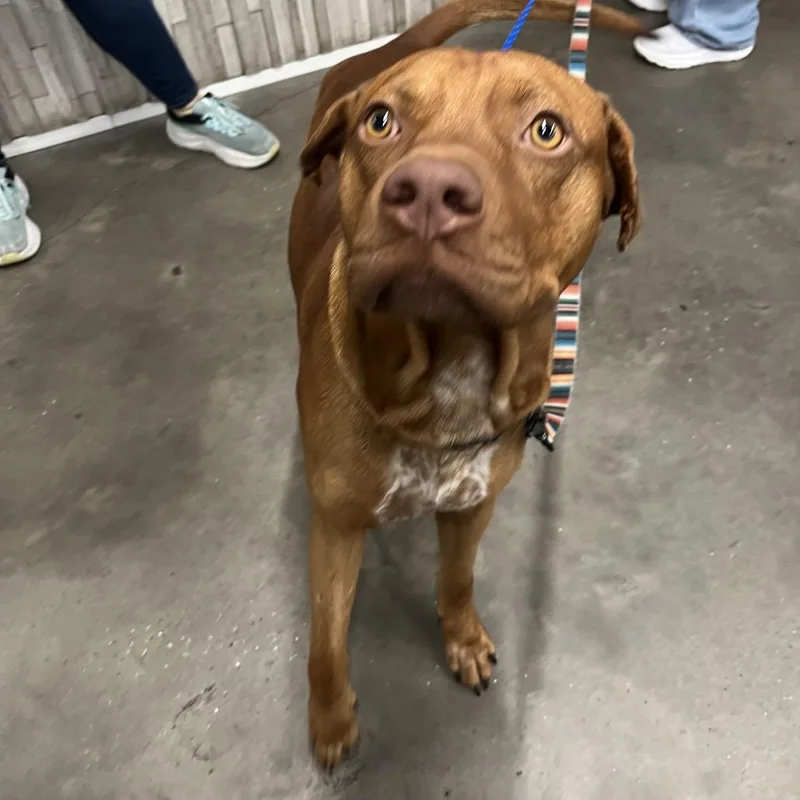 An adult medium-sized male Brown / Chocolate Terrier dog named Stevie for adoption in Tampa, FL