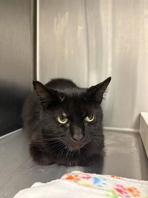 A young medium-sized female Domestic Short Hair cat named Bo for adoption in Indianapolis, IN