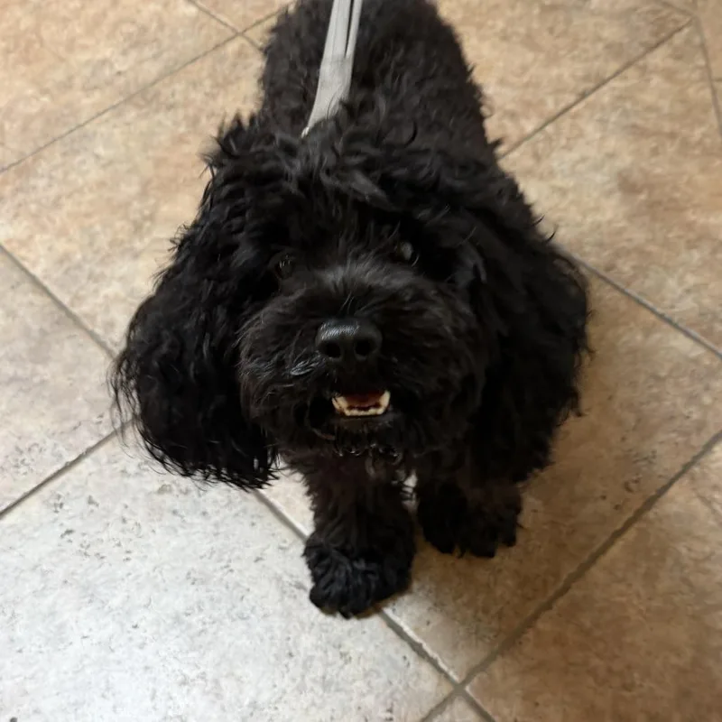 An adult small-sized male Black Miniature Poodle dog named "Lincoln" for adoption in Perkiomenville, PA