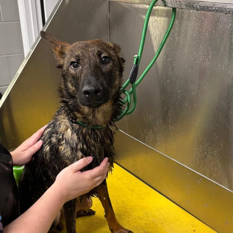 An adult medium-sized male Brown / Chocolate Shepherd dog named Rocko for adoption in Galax, VA