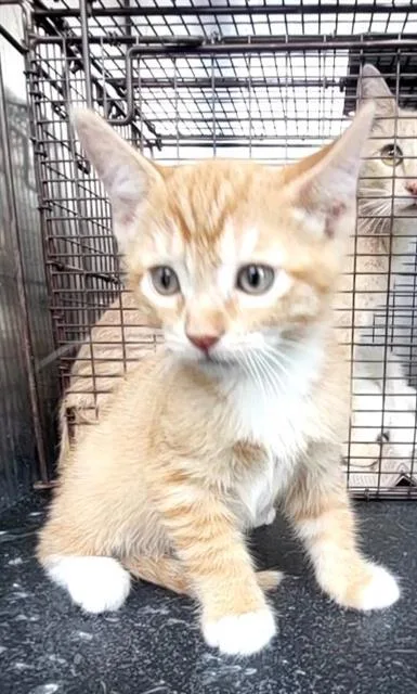 A baby small-sized male Domestic Short Hair cat named Snickers for adoption in San Antonio, TX