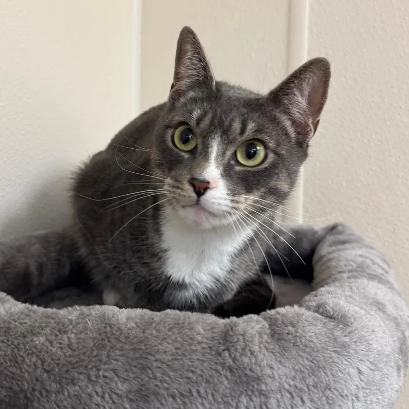 A young large-sized female Domestic Short Hair cat named Iris for adoption in Easton, PA