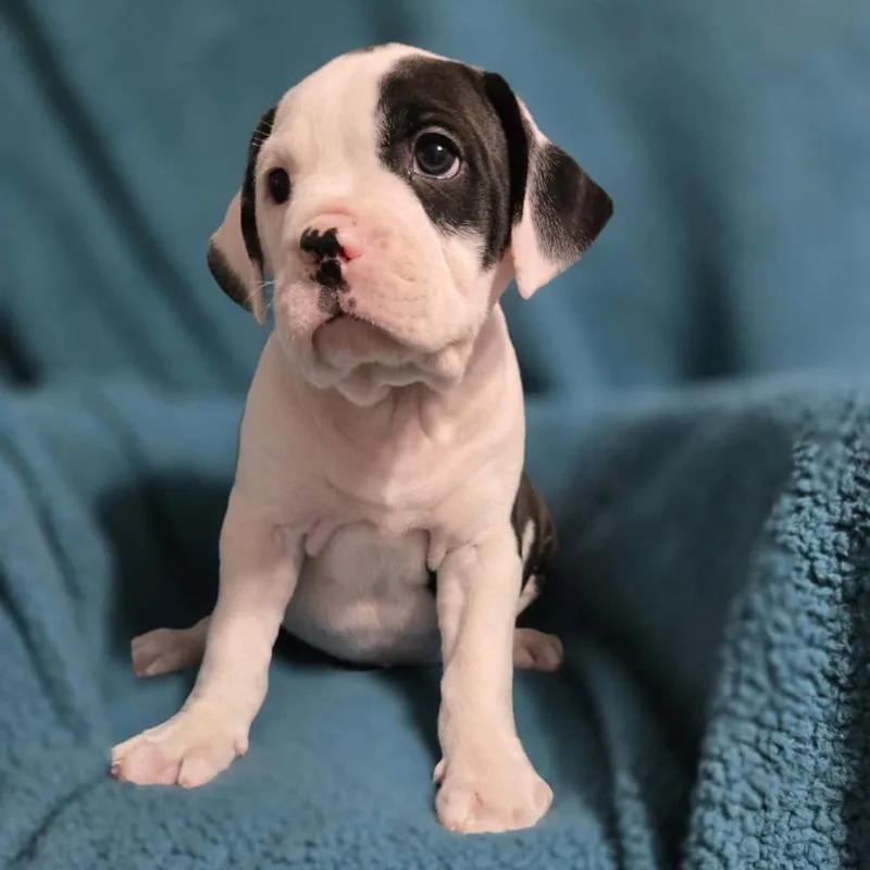A baby medium-sized male White / Cream Mixed Breed dog named Cancelled for adoption in Olathe, KS