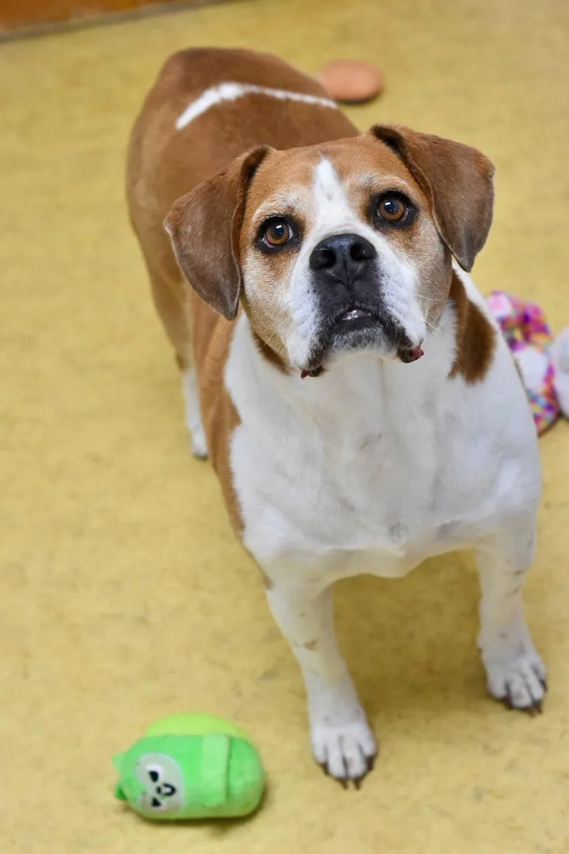 An adult medium-sized male Yellow / Tan / Blond / Fawn Beagle dog named Curtis for adoption in Bowling Green, OH