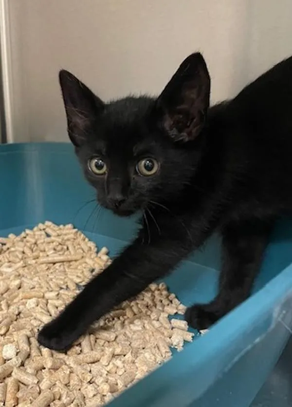 A baby small-sized male Domestic Short Hair cat named Kermit for adoption in Vancouver, WA