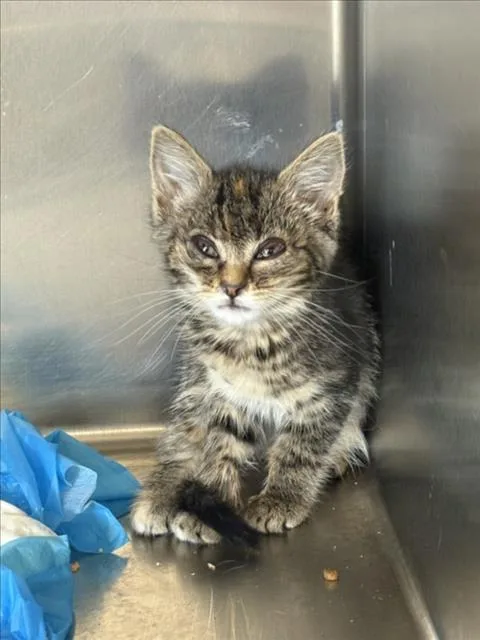 A baby small-sized female Domestic Short Hair cat named A for adoption in Olivehurst, CA